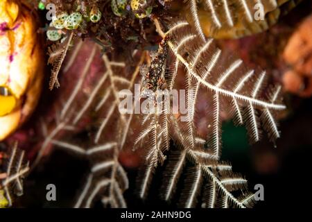 Snakey Bornella, Eel Bornella, Bornella anguilla is a species of sea ...