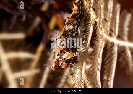 Snakey Bornella, Eel Bornella, Bornella anguilla is a species of sea ...
