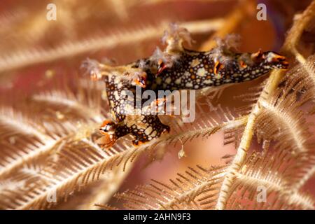 Snakey Bornella, Eel Bornella, Bornella anguilla is a species of sea ...