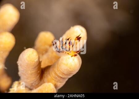 Seaslug, Nudibranch, Dendronotus is a genus of sea slugs, nudibranchs, marine gastropod molluscs in the superfamily Tritonioidea Stock Photo