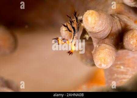 Seaslug, Nudibranch, Dendronotus is a genus of sea slugs, nudibranchs, marine gastropod molluscs in the superfamily Tritonioidea Stock Photo