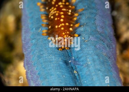 Sea star scale worm, Asterophilia carlae Stock Photo