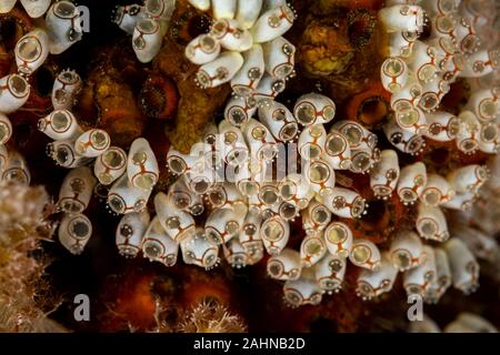 Sea squirt, Ascidiacea is a paraphyletic class in the subphylum Tunicata of sac-like marine invertebrate filter feeders Stock Photo