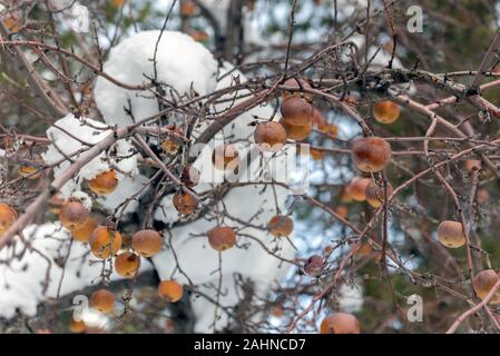Despite snow and ice on frozen branches, this Fuji Apple tree is still bearing delicious fruit in the winter community of Wrightwood, California. Stock Photo