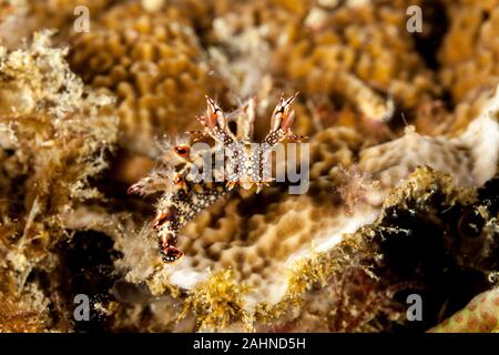 Snakey Bornella, Eel Bornella, Bornella anguilla is a species of sea ...