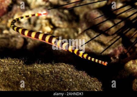 Colorful Small Fish Bluebanded Whiptail Science Stock Photo 1577286808