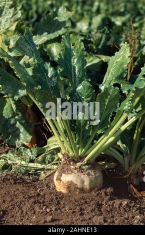 SUGAR BEET  (Beta vulgaris).  Showing green foliage & top of the taproot. Revealed, partially embedded in the soil. Stock Photo
