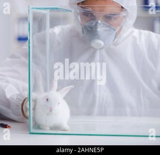 The scientist doing animal experiment in lab with rabbit Stock Photo