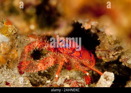 Spinous Squad Lobster, Galathea strigosa Stock Photo