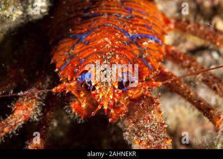 Spinous Squad Lobster, Galathea strigosa Stock Photo