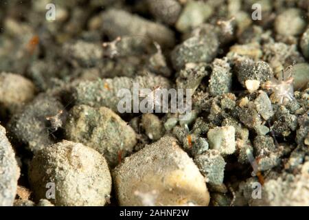 Long arm shrimp Stock Photo