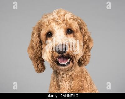 Cockapoo, Male, 22 months old, UK. Stock Photo