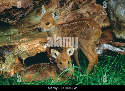 CHINESE WATER DEER twin fawns, Hydropotes inermis 7 days old Stock Photo