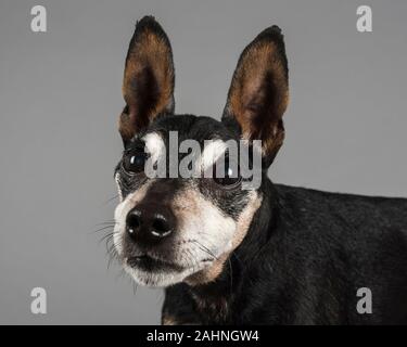 Miniature Pinscher, 13 years old, male, UK. Stock Photo