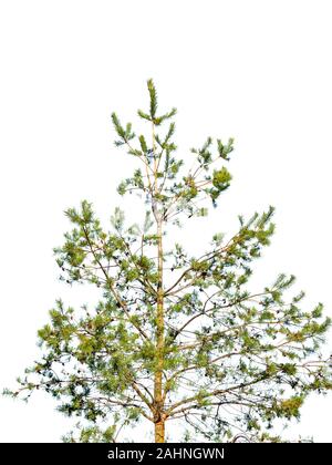 Pine tree isolated on white background Stock Photo