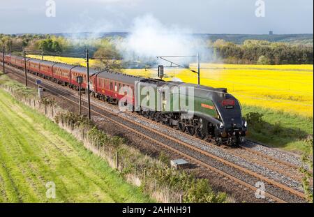 Ex LNER A4 pacific No. 60009 Union of South Africa, passes Plawsworth in Co. Durham, England, UK May 2014. Stock Photo