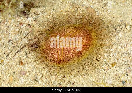Sea urchins, or simply urchins, are typically spiny, globular animals, echinoderms in the class EchinoideaSea urchins, or simply urchins, are typicall Stock Photo