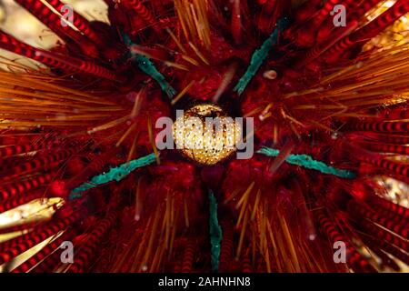 Sea urchins, or simply urchins, are typically spiny, globular animals, echinoderms in the class Echinoidea Stock Photo