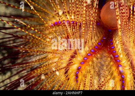 Sea urchins, or simply urchins, are typically spiny, globular animals, echinoderms in the class Echinoidea Stock Photo