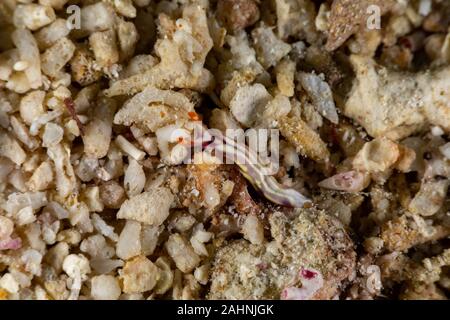 White-spotted Thuridilla, thuridilla albopustulosa, is a genus of sacoglossan sea slugs, shell-less marine opisthobranch gastropod mollusks in the fam Stock Photo