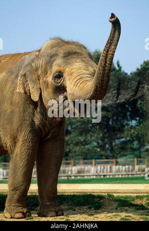 ASIAN ELEPHANT  female, close-up (Elephas maximus),  showing species-specific trunk tip  & small ears  Captive animal, waving aloft a raised trunk. Stock Photo