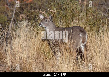 Coues' White-tailed deer or  Arizona White-tailed deer Odocoileus virginianus couesi Stock Photo