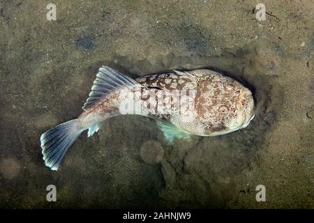 Whitemargin stargazer is a fish of family Uranoscopidae, widespread in ...