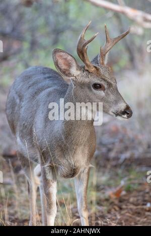 Coues' White-tailed deer or  Arizona White-tailed deer Odocoileus virginianus couesi Stock Photo