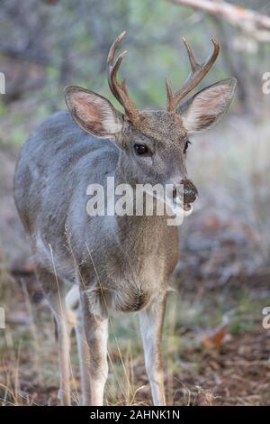 Coues' White-tailed deer or  Arizona White-tailed deer Odocoileus virginianus couesi Stock Photo