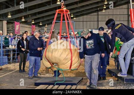 Alaska State Fair, pumpkin weigh-off, watchful farmers, competition barn. Stock Photo