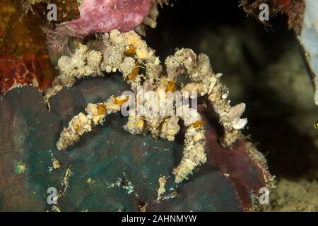 Camposcia retusa, known commonly as the spider decorator crab Stock Photo