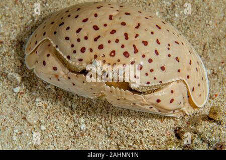 Calappa calappa, also known as the smooth or red-spotted box crab Stock Photo