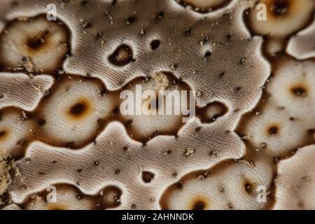 Closup on Sea cucumber Stock Photo