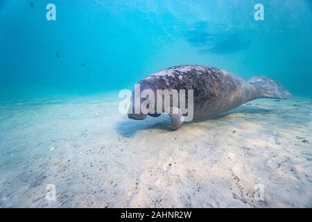 Extreme wide angle shot of a wild West Indian Manatee (trichechus manatus) in the warm, shallow waters of a central Florida spring. Stock Photo