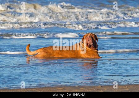 Unleashed Dogue de Bordeaux / French Mastiff / Bordeauxdog, dog cooling down stretched out in sea water at the beach Stock Photo