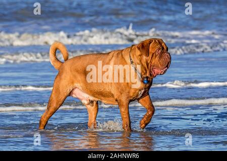 Unleashed Dogue de Bordeaux / French Mastiff / Bordeauxdog, French dog breed paddling in sea water along the North Sea coast