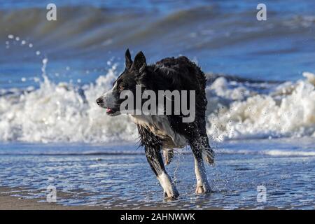 Running unleashed border collie leaving sea water after playing in surf along the North Sea coast Stock Photo