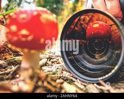 Woman nature photographer leans down to take a close-up photo of  mushrooms in leaves on background of  autumn forest Stock Photo