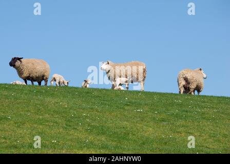 Schafe am Deich in Carolinensiel, Ostfriesland, Niedersachsen, Stock Photo