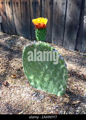 Flowering spineless Nopales prickly pear cacti in Tucson AZ Stock Photo