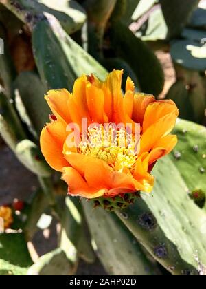 Flowering spineless Nopales prickly pear cacti in Tucson AZ Stock Photo