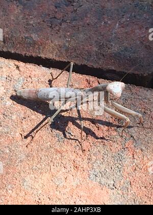 Arizona tan mantis Stagmomantis limbata, native to the Southwestern USA Stock Photo