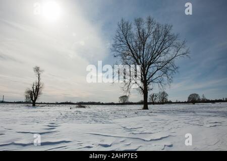 A large tree on a snowy meadow in winter Stock Photo