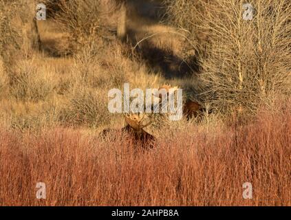 Two adult bull moose rest in a field during the rut mating season in autumn at Seedskadee National Wildlife Refugee in Sweetwater County, Wyoming. Stock Photo