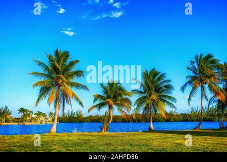 Row of palm trees on a lawn by the Caribbean Sea, Grand Cayman, Cayman Islands Stock Photo