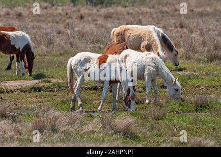 Colorful Wild Ponies Grazing in a Wetland in Chincoteague National Wildlife Refuge in Virginia Stock Photo