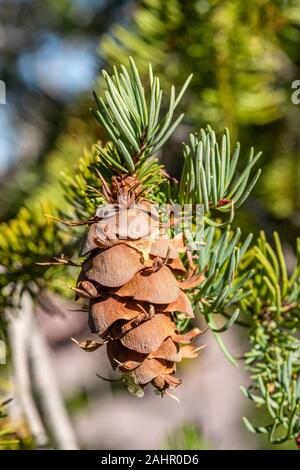 A pine cone hangs from a tree in the wilderness forest of the southwest. Stock Photo