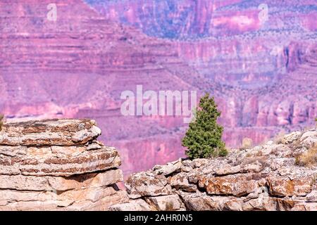 A dramatic panoramic view of a plateau at Moran Point showing a lone pine tree atop the ledge framed by red Grand Canyon rock. Stock Photo