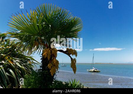 Cabbage tree in flower at Motueka seafront, the Motueka sandspit in the background, Tasman region, New Zealand. Stock Photo