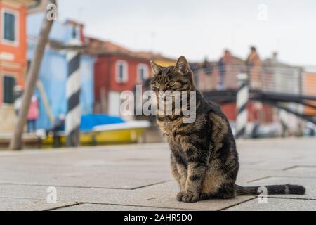 Domestic cat in Burano, Venice, Italy Stock Photo